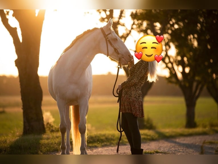 Lusitanos Wallach 9 Jahre 152 cm Cremello in Gerasdorf