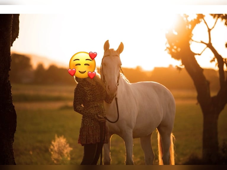 Lusitanos Wallach 9 Jahre 152 cm Cremello in Gerasdorf