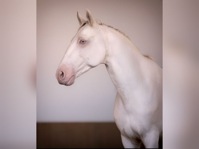 Lusitanos Wallach 9 Jahre 152 cm Cremello in Gerasdorf