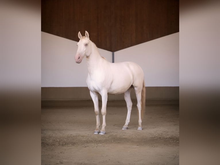 Lusitanos Wallach 9 Jahre 152 cm Cremello in Gerasdorf