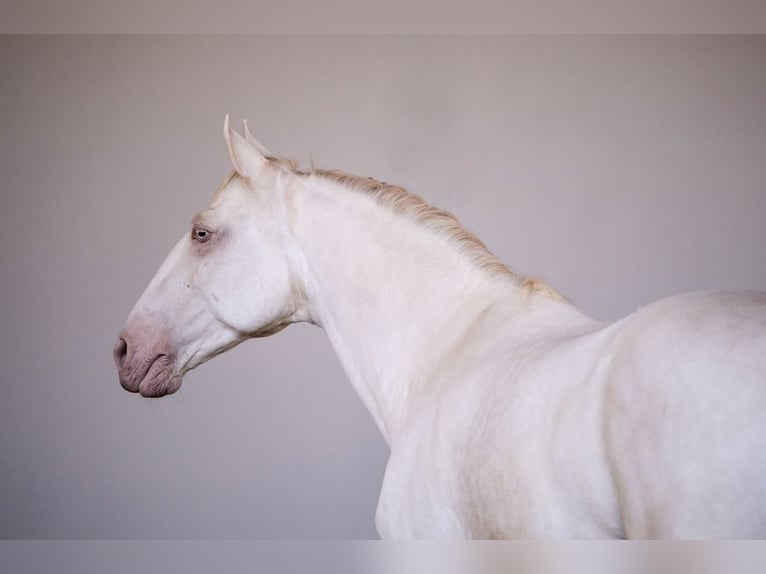 Lusitanos Wallach 9 Jahre 152 cm Cremello in Gerasdorf