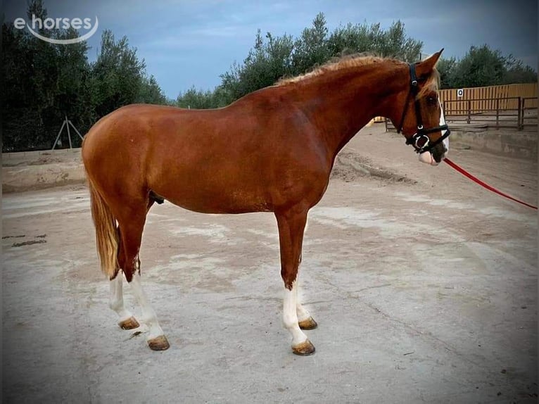 Lusitanos Mix Wallach 9 Jahre 155 cm Fuchs in Alicante/Alacant