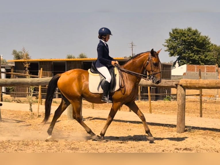 Lusitanos Wallach 9 Jahre 157 cm Brauner in Samora Correia