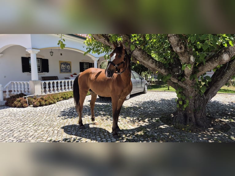 Lusitanos Wallach 9 Jahre 157 cm Brauner in Samora Correia