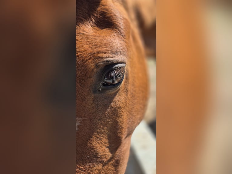 Lusitanos Wallach 9 Jahre 157 cm Brauner in Samora Correia