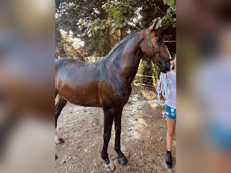 Lusitanos Wallach 9 Jahre 158 cm Dunkelbrauner in Saint-Trinit