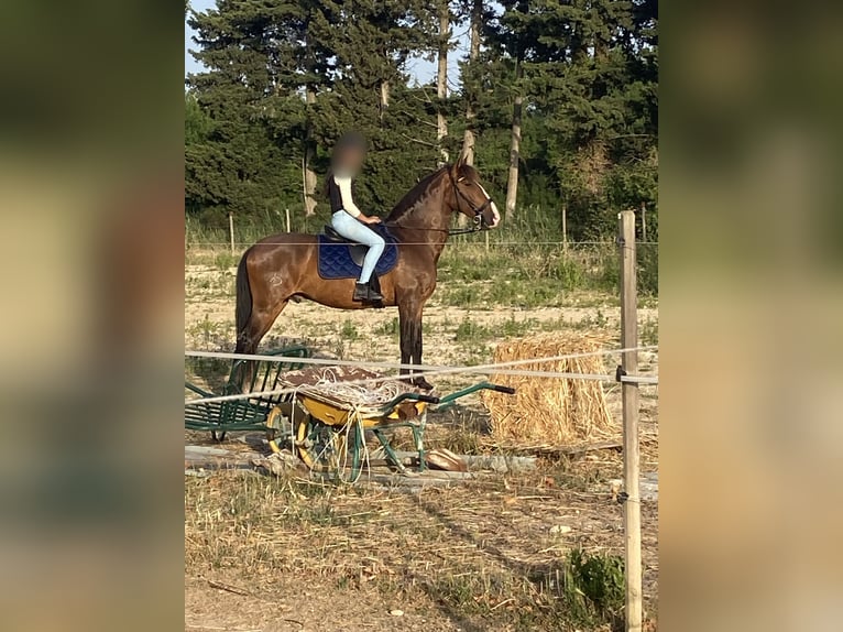 Lusitanos Wallach 9 Jahre 158 cm Dunkelbrauner in Saint-Trinit