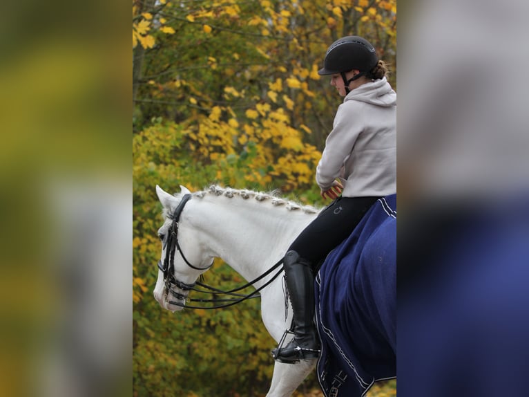 Lusitanos Wallach 9 Jahre 158 cm Schimmel in Hennef