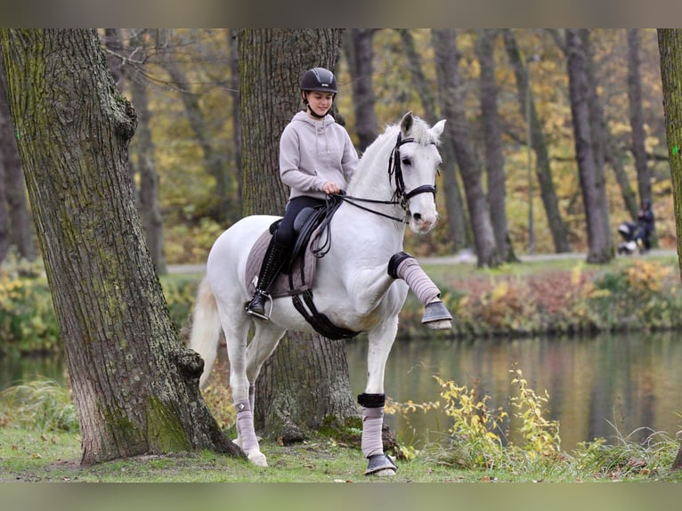 Lusitanos Wallach 9 Jahre 158 cm Schimmel in Hennef