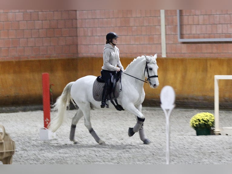 Lusitanos Wallach 9 Jahre 158 cm Schimmel in Hennef