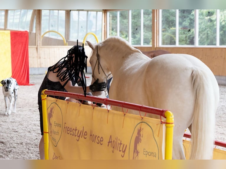 Lusitanos Wallach 9 Jahre 159 cm Cremello in Neuried