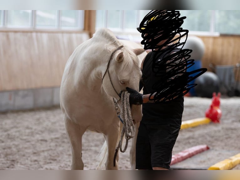 Lusitanos Wallach 9 Jahre 159 cm Cremello in Neuried