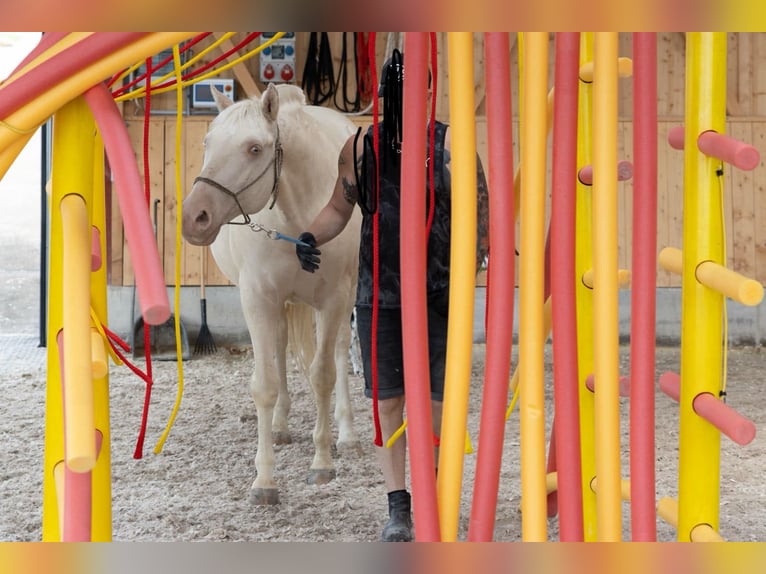 Lusitanos Wallach 9 Jahre 159 cm Cremello in Neuried