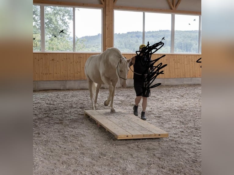 Lusitanos Wallach 9 Jahre 159 cm Cremello in Neuried