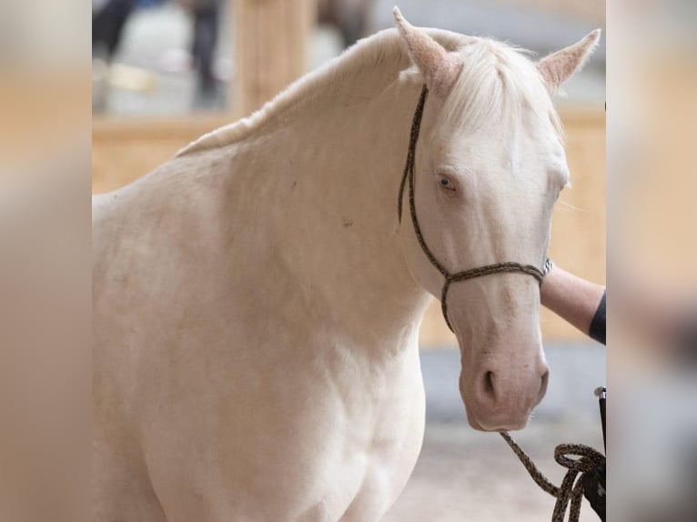 Lusitanos Wallach 9 Jahre 159 cm Cremello in Neuried