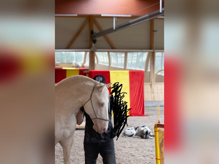 Lusitanos Wallach 9 Jahre 159 cm Cremello in Neuried