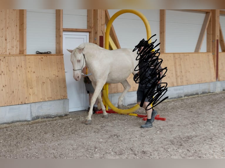 Lusitanos Wallach 9 Jahre 159 cm Cremello in Neuried