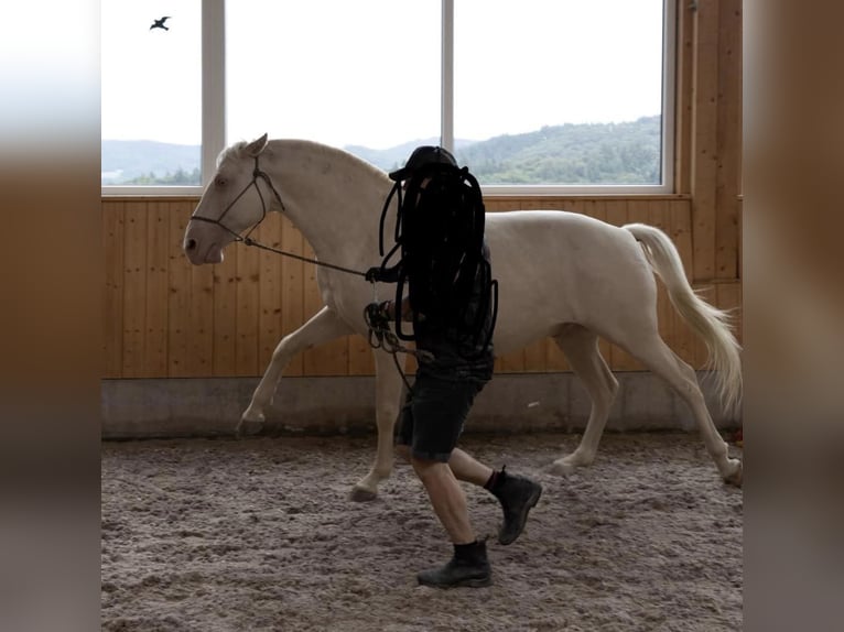 Lusitanos Wallach 9 Jahre 159 cm Cremello in Neuried