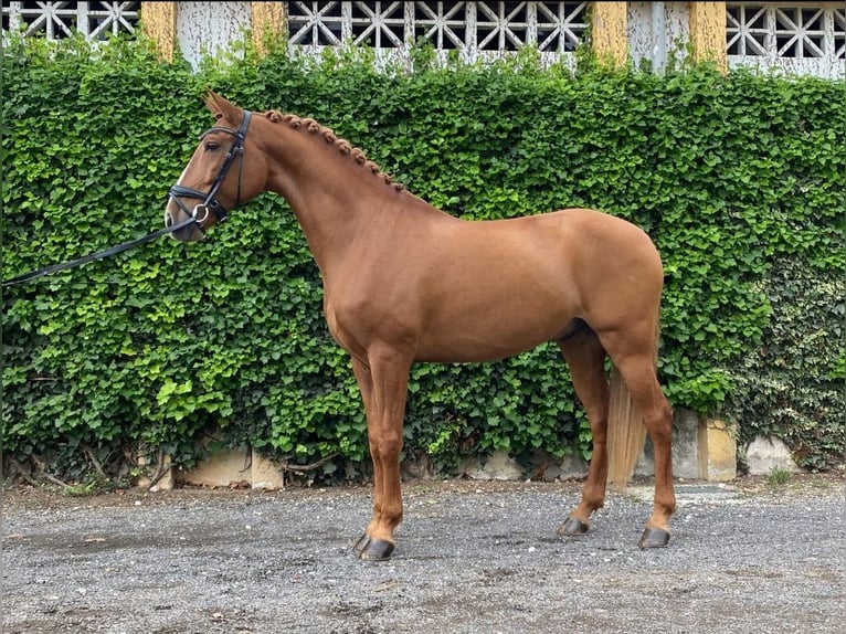 Lusitanos Wallach 9 Jahre 160 cm Dunkelfuchs in Cascais, Lisboa