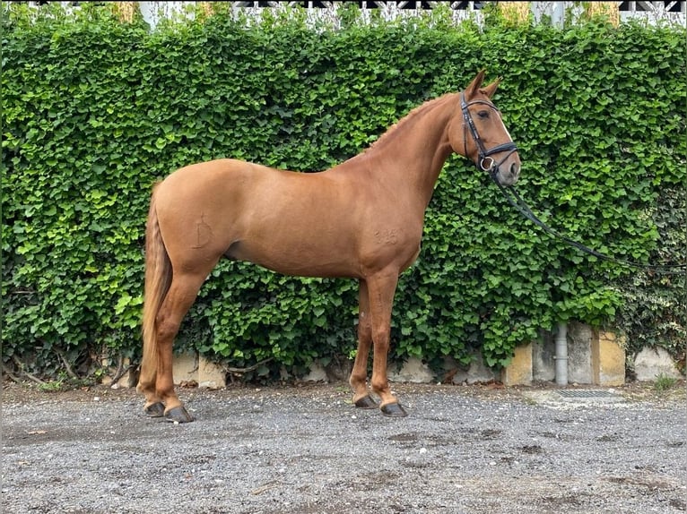 Lusitanos Wallach 9 Jahre 160 cm Dunkelfuchs in Cascais, Lisboa