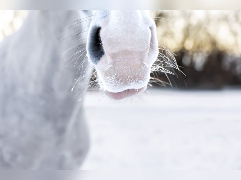 Lusitanos Wallach 9 Jahre 162 cm Apfelschimmel in Stapelburg