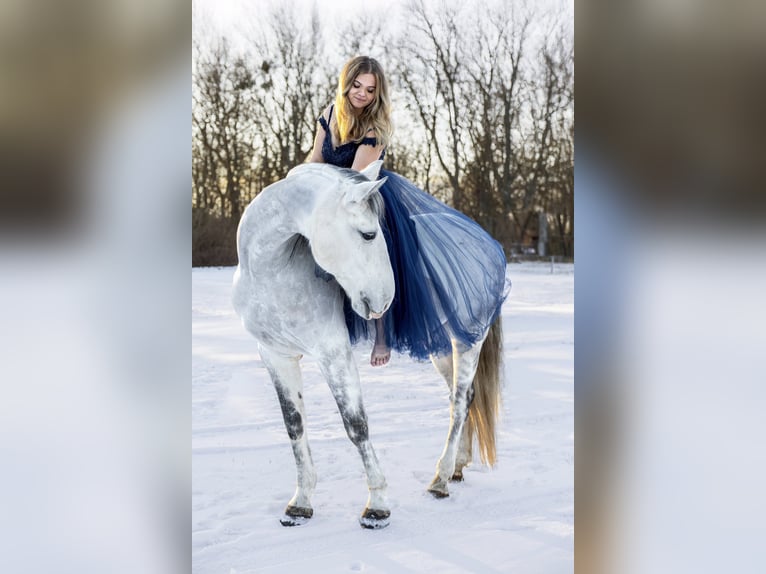 Lusitanos Wallach 9 Jahre 162 cm Apfelschimmel in Stapelburg