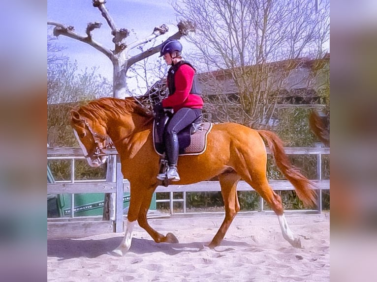 Lusitanos Wallach 9 Jahre 162 cm Fuchs in Sprendlingen