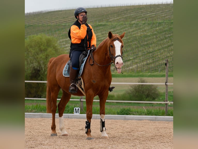 Lusitanos Wallach 9 Jahre 162 cm Fuchs in Sprendlingen