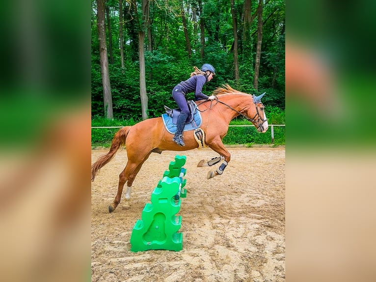 Lusitanos Wallach 9 Jahre 162 cm Fuchs in Sprendlingen