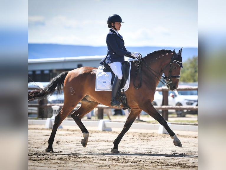 Lusitanos Wallach 9 Jahre 162 cm Rotbrauner in BOULBON