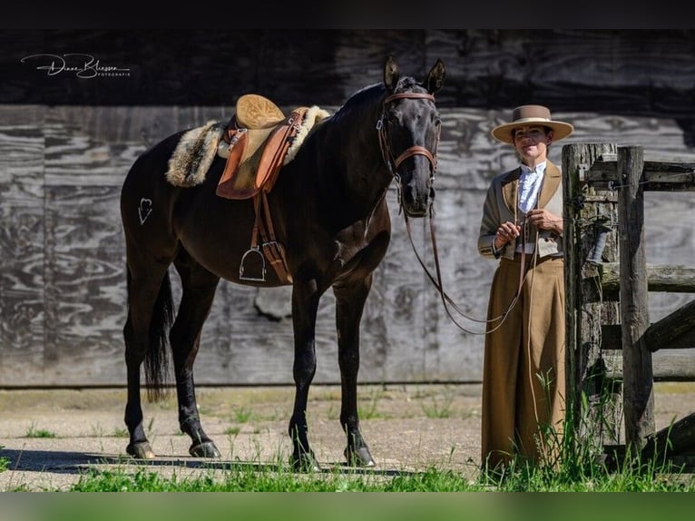 Lusitanos Wallach 9 Jahre 163 cm Rappe in Jülich