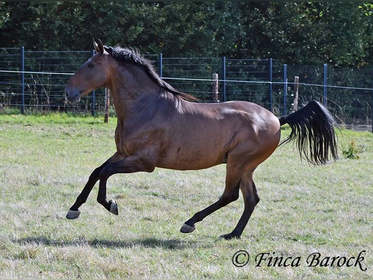 Lusitanos Wallach 9 Jahre 164 cm Brauner in Wiebelsheim