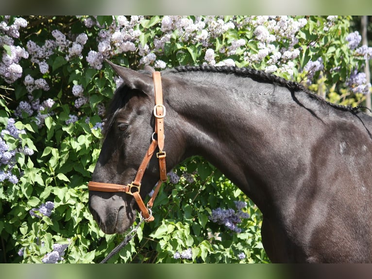 Lusitanos Wallach 9 Jahre 164 cm Rappe in Ingolstadt