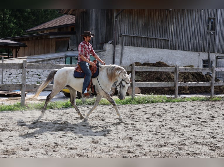Lusitanos Wallach 9 Jahre 164 cm Schimmel in Achenkirch