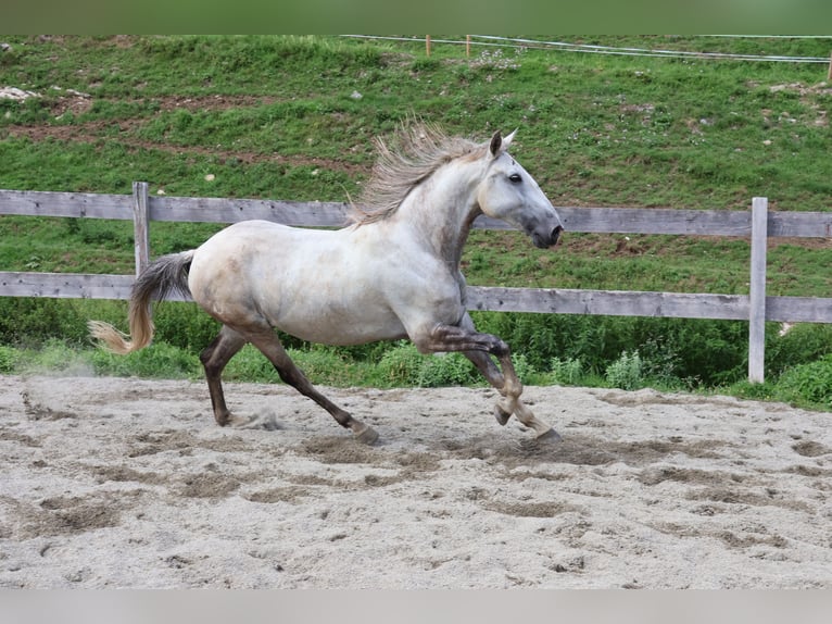 Lusitanos Wallach 9 Jahre 164 cm Schimmel in Achenkirch