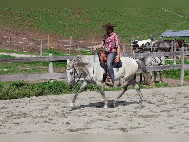 Lusitanos Wallach 9 Jahre 164 cm Schimmel in Achenkirch