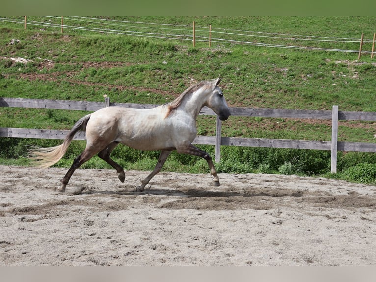 Lusitanos Wallach 9 Jahre 164 cm Schimmel in Achenkirch