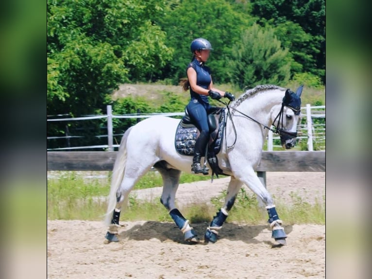 Lusitanos Wallach 9 Jahre 164 cm Schimmel in Seeheim-Jugenheim