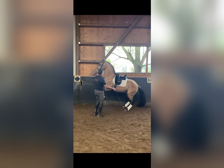 Lusitanos Wallach 9 Jahre 168 cm Buckskin in Gräfelfing