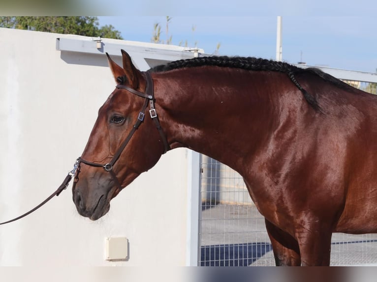 Lusitanos Wallach 9 Jahre 180 cm Brauner in Eickhof