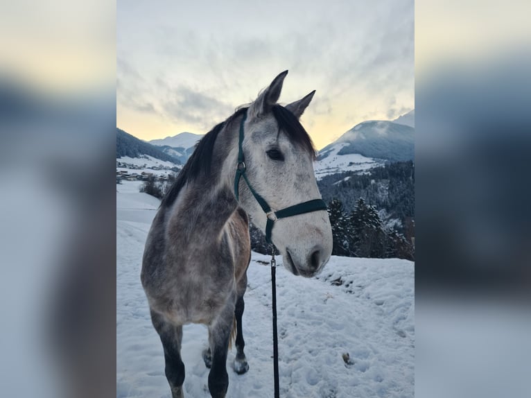 Lusitanos Mix Wallach 9 Jahre  in Grinzens