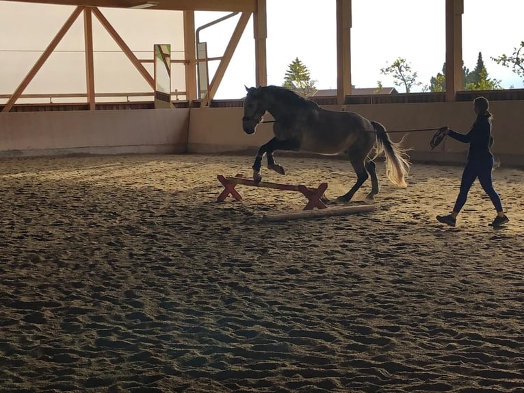 Lusitanos Mix Wallach 9 Jahre  in Grinzens