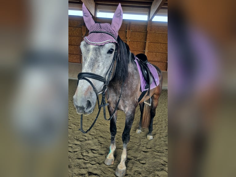 Lusitanos Mix Wallach 9 Jahre  in Grinzens