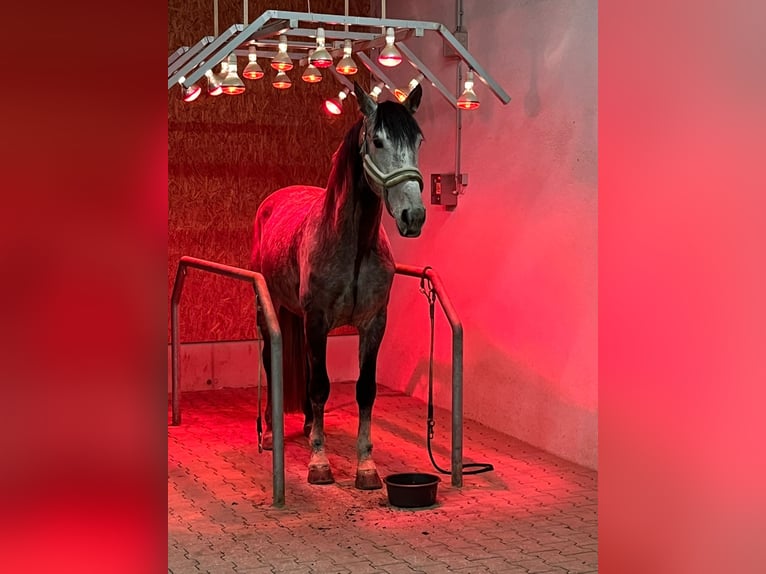 Lusitanos Mix Wallach 9 Jahre  in Grinzens