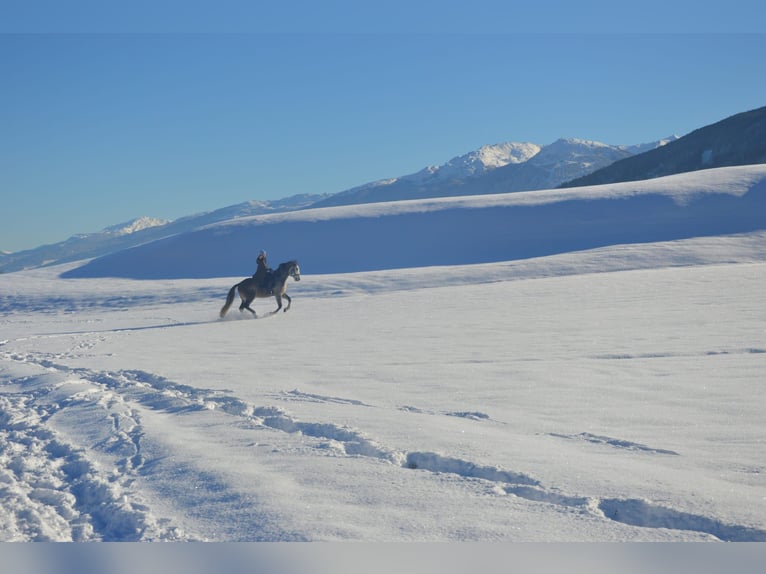 Lusitanos Mix Wallach 9 Jahre  in Grinzens