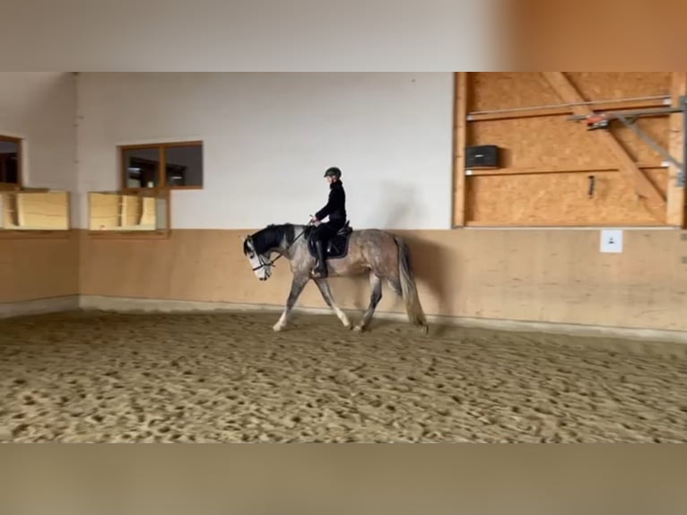 Lusitanos Mix Wallach 9 Jahre  in Grinzens