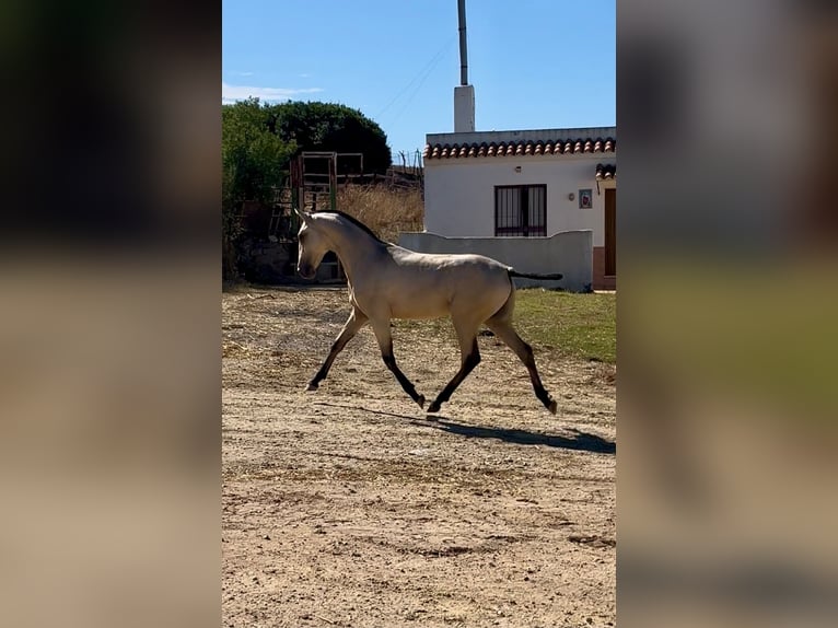 Lusitanos Wallach Fohlen (04/2026) Falbe in Bolonia