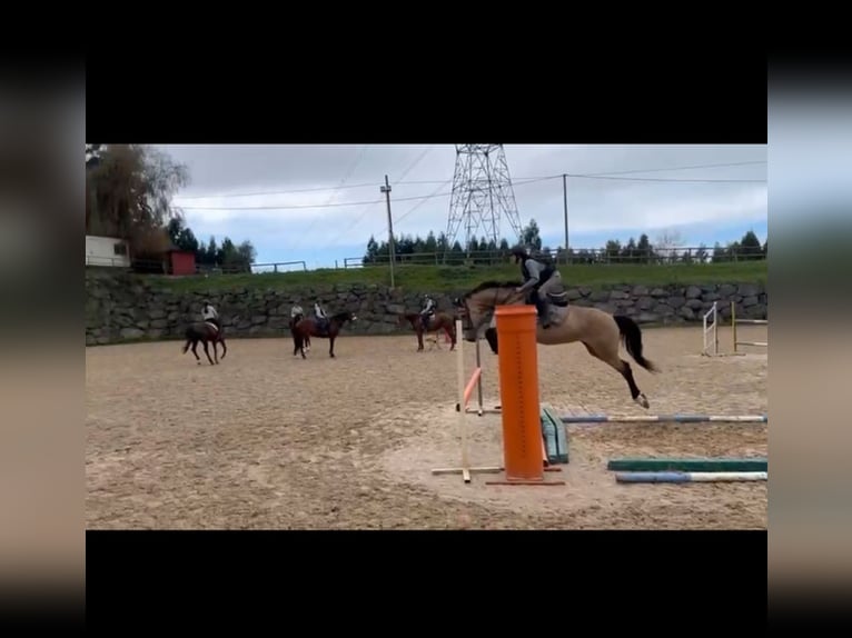 Lusitanos Mestizo Yegua 10 años 155 cm Bayo in Liaño