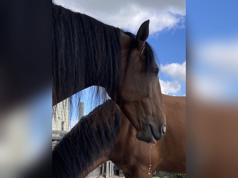 Lusitanos Yegua 10 años 156 cm Castaño in Nieuw-Vennep