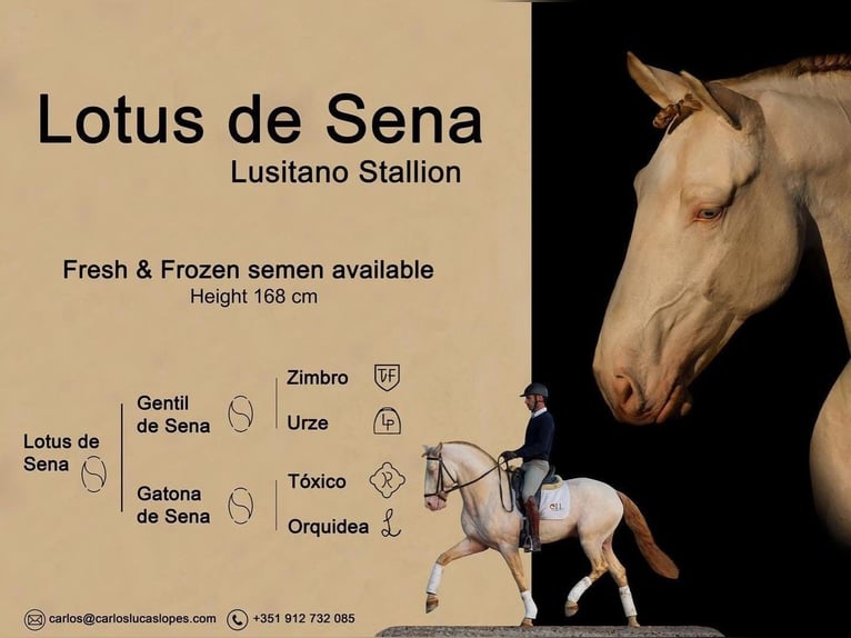 Lusitanos Yegua 10 años 159 cm Castaño in Caldas da Rainha